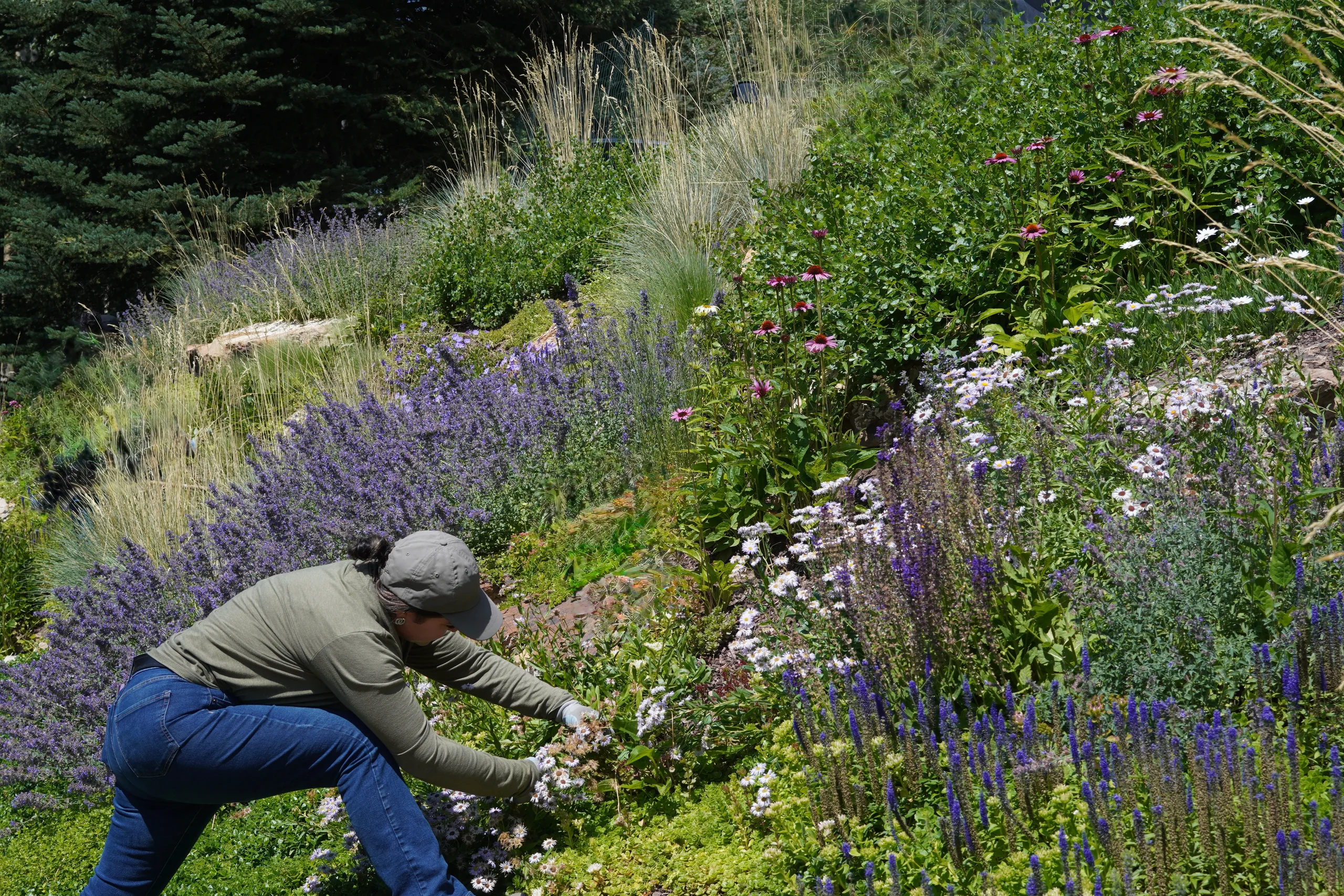 Residential landscape — Aspen Snowmass
