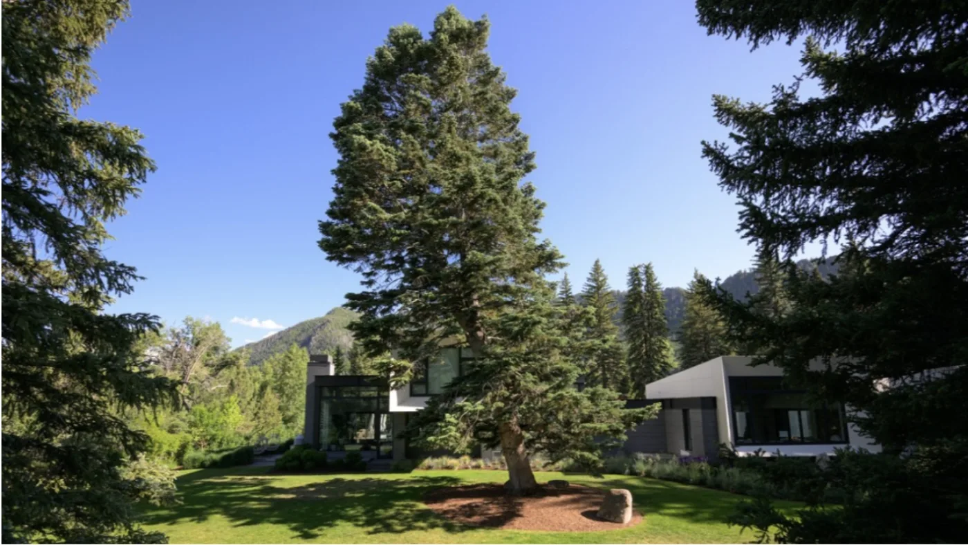 Beyond Maintenance: The Expertise Required to Sustain Aspen’s Landscapes