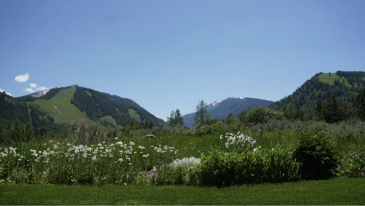The Difference Between Maintaining a Landscape and Curating One