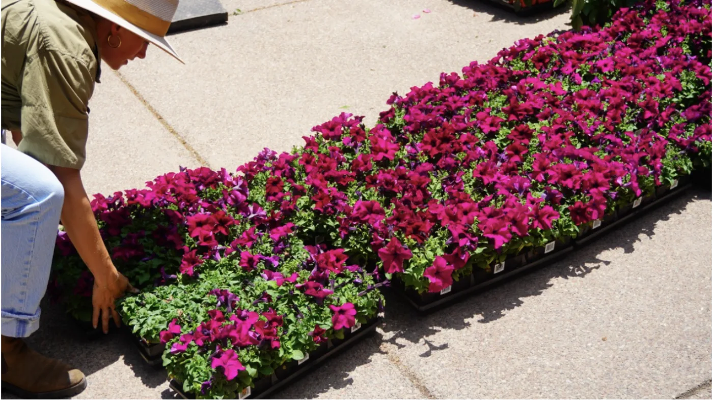 Why Plant Selection Is Never an Afterthought