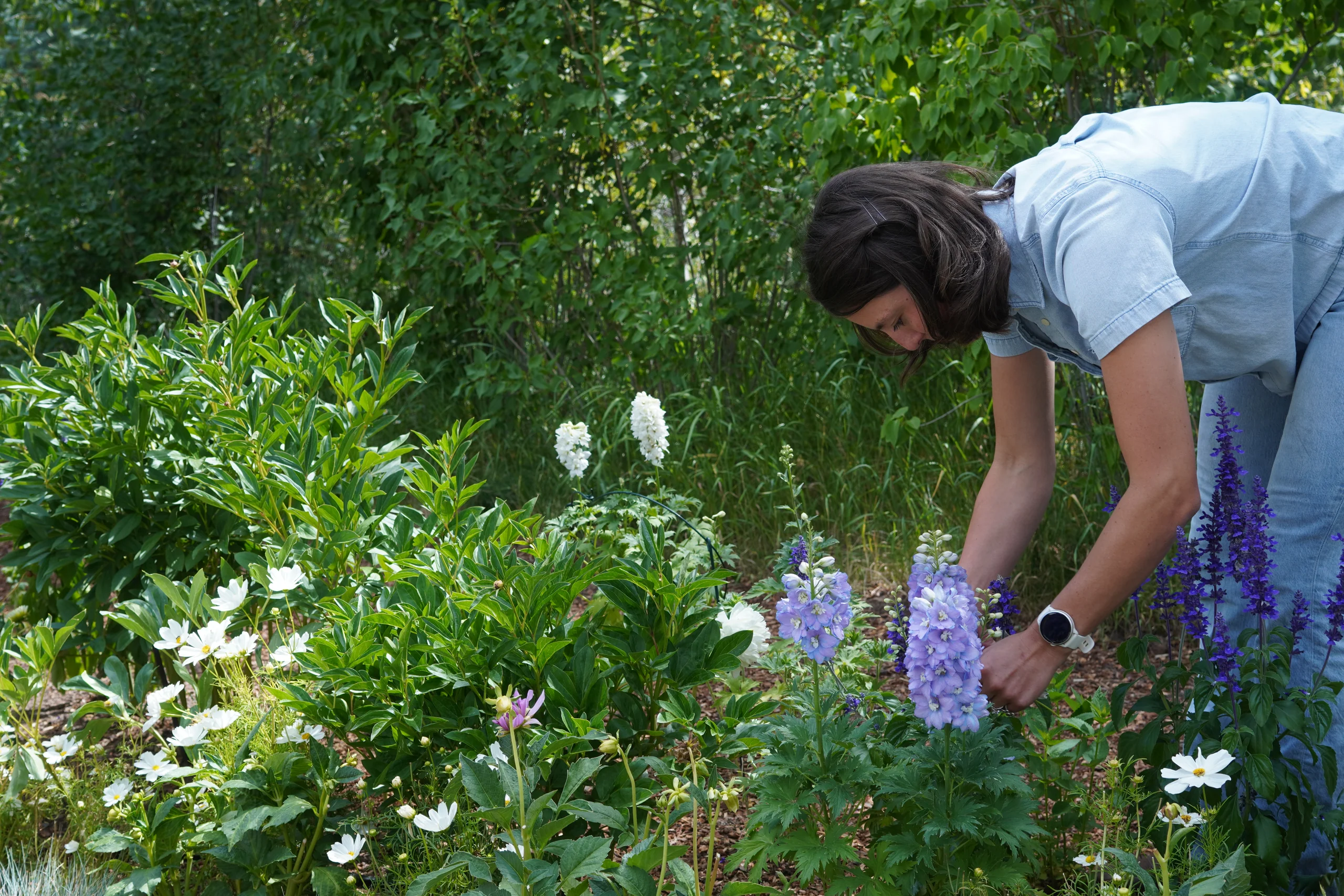 Contact Isabel Stone Studios — landscape and plantscape consultation