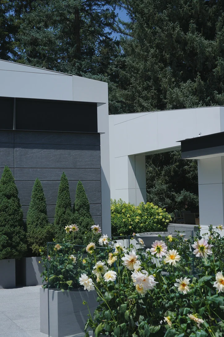 White dahlias and evergreen containers on a mountain terrace