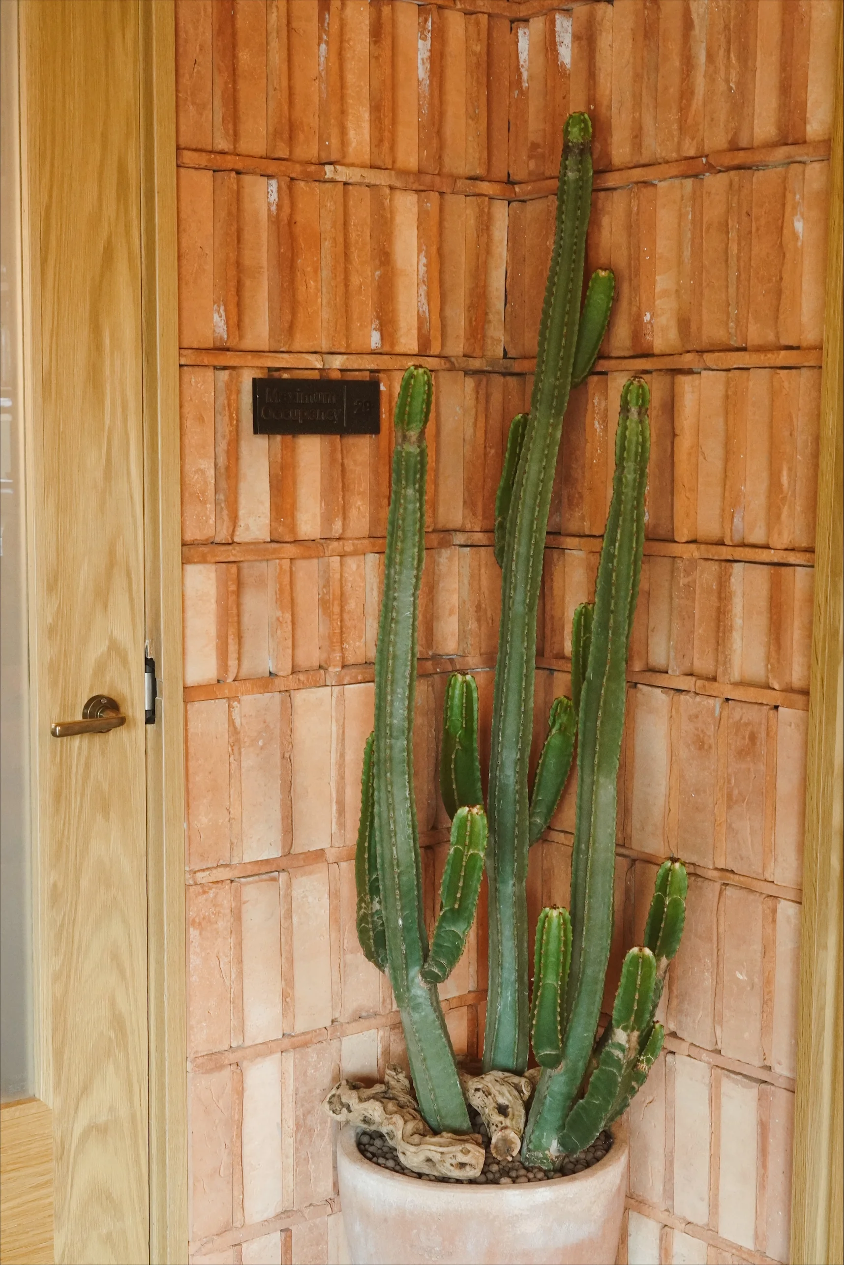 Interior plantscapes — Isabel Stone Studios
