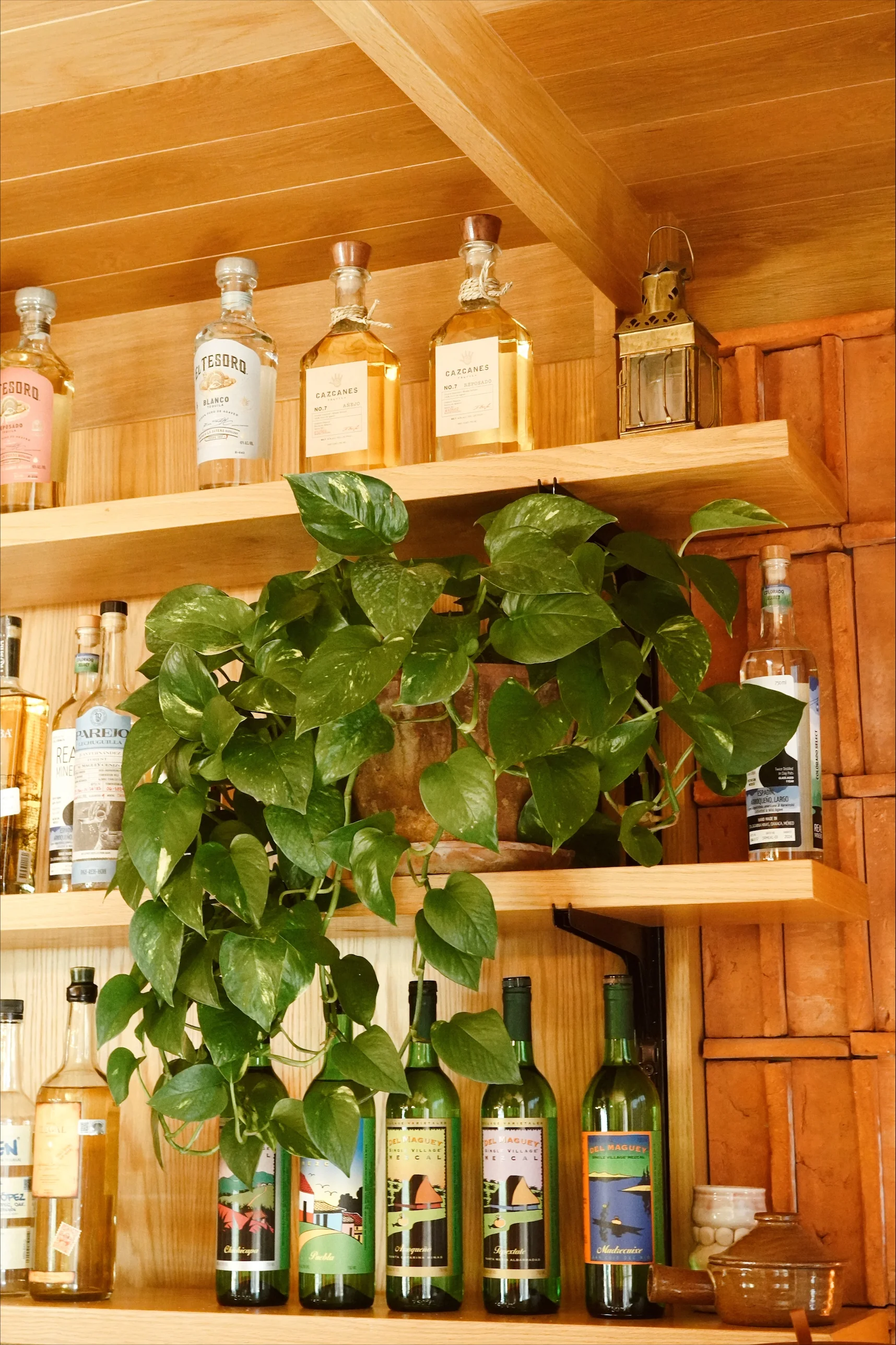 Interior plants — Aspen Snowmass