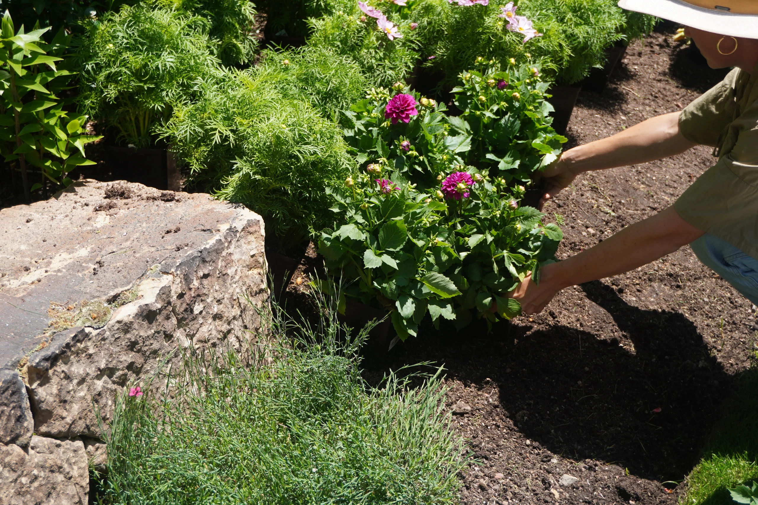 Landscape maintenance — Isabel Stone Studios