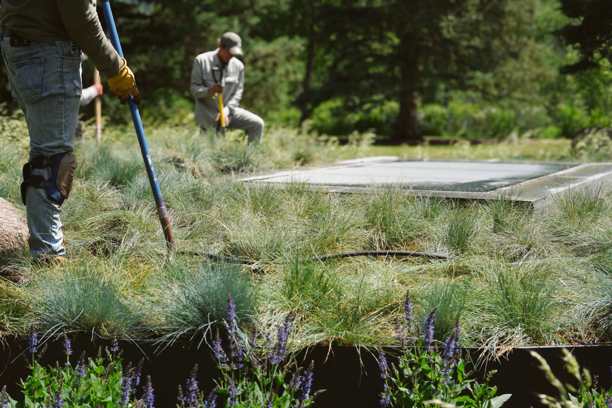 Landscape maintenance — Isabel Stone Studios