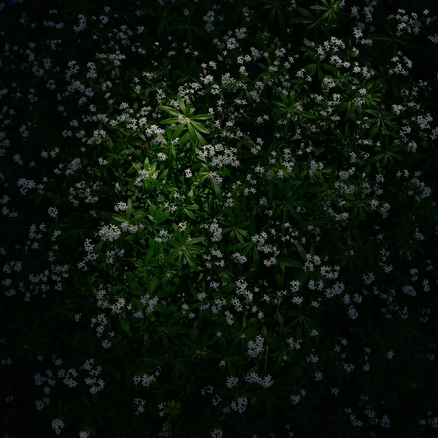 East Francis, image 33