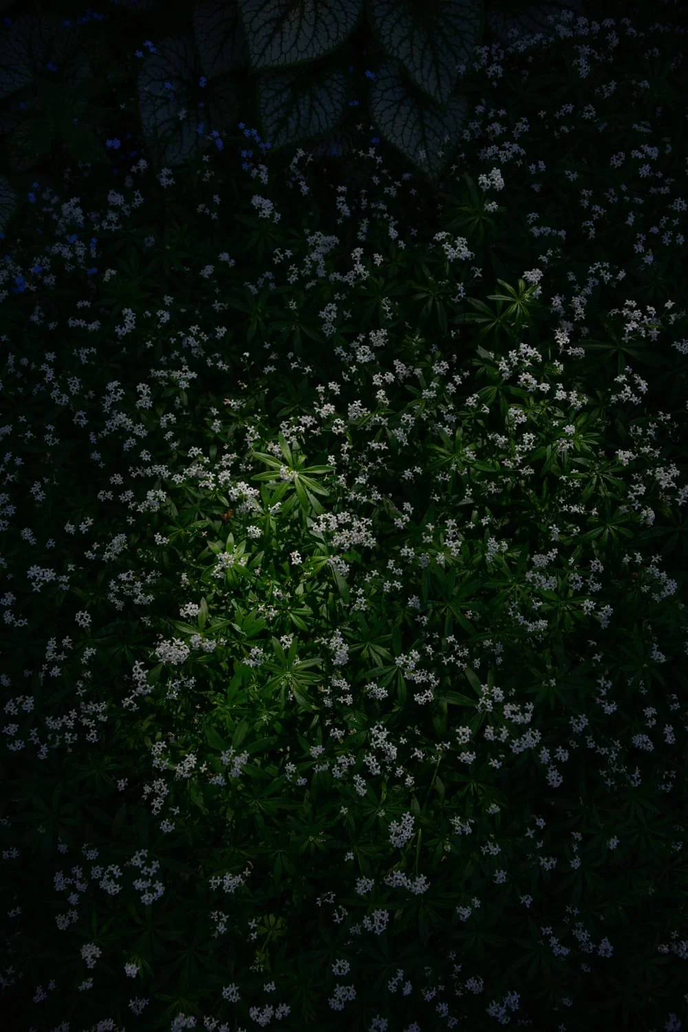 East Francis, image 34