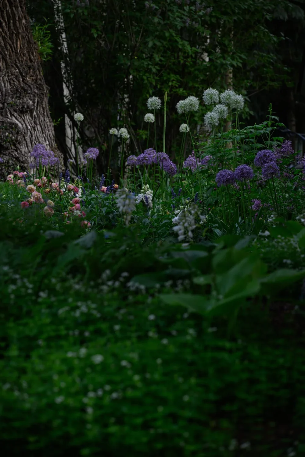 610 Hallam — Aspen Snowmass · Residential landscape